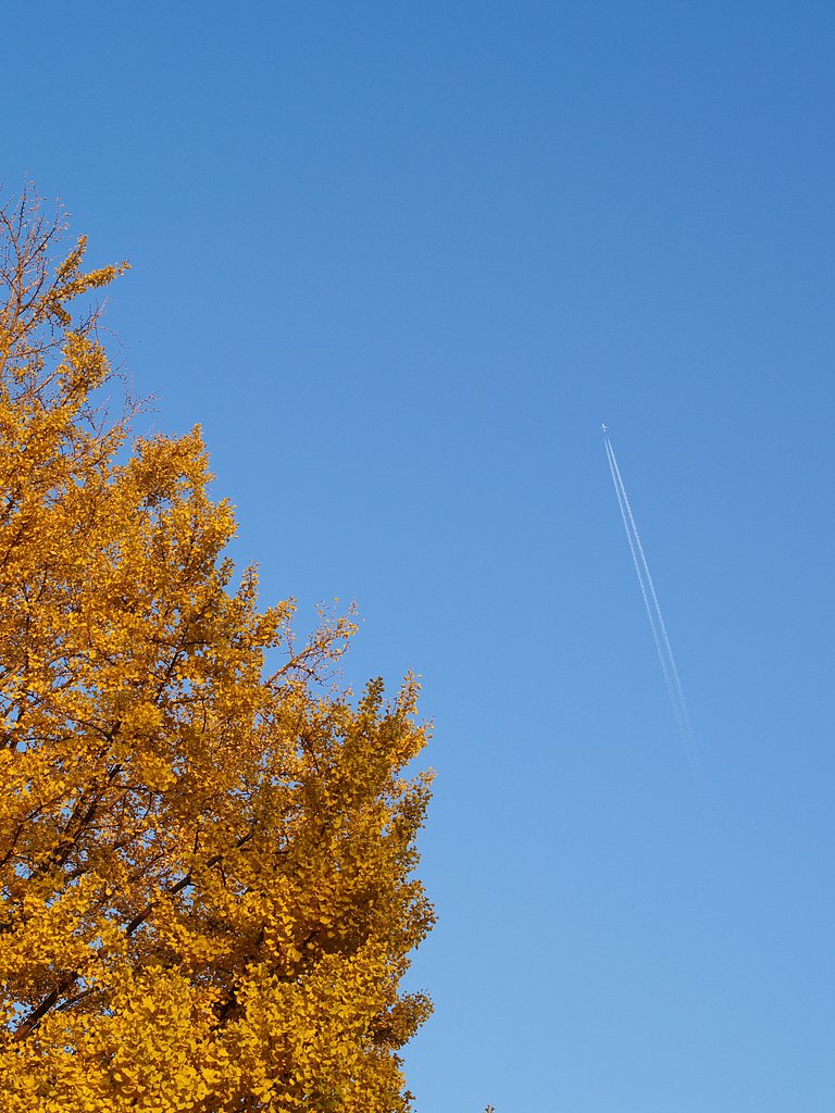秋ごころの女空