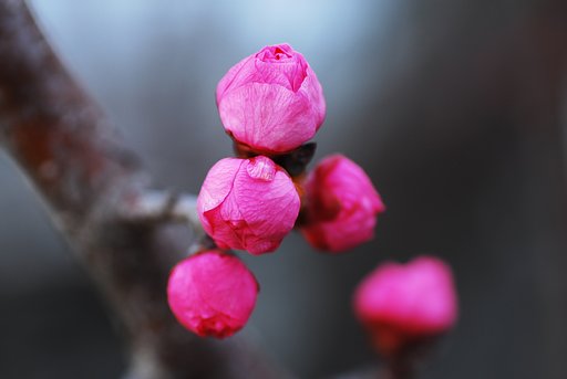 開花寸前
