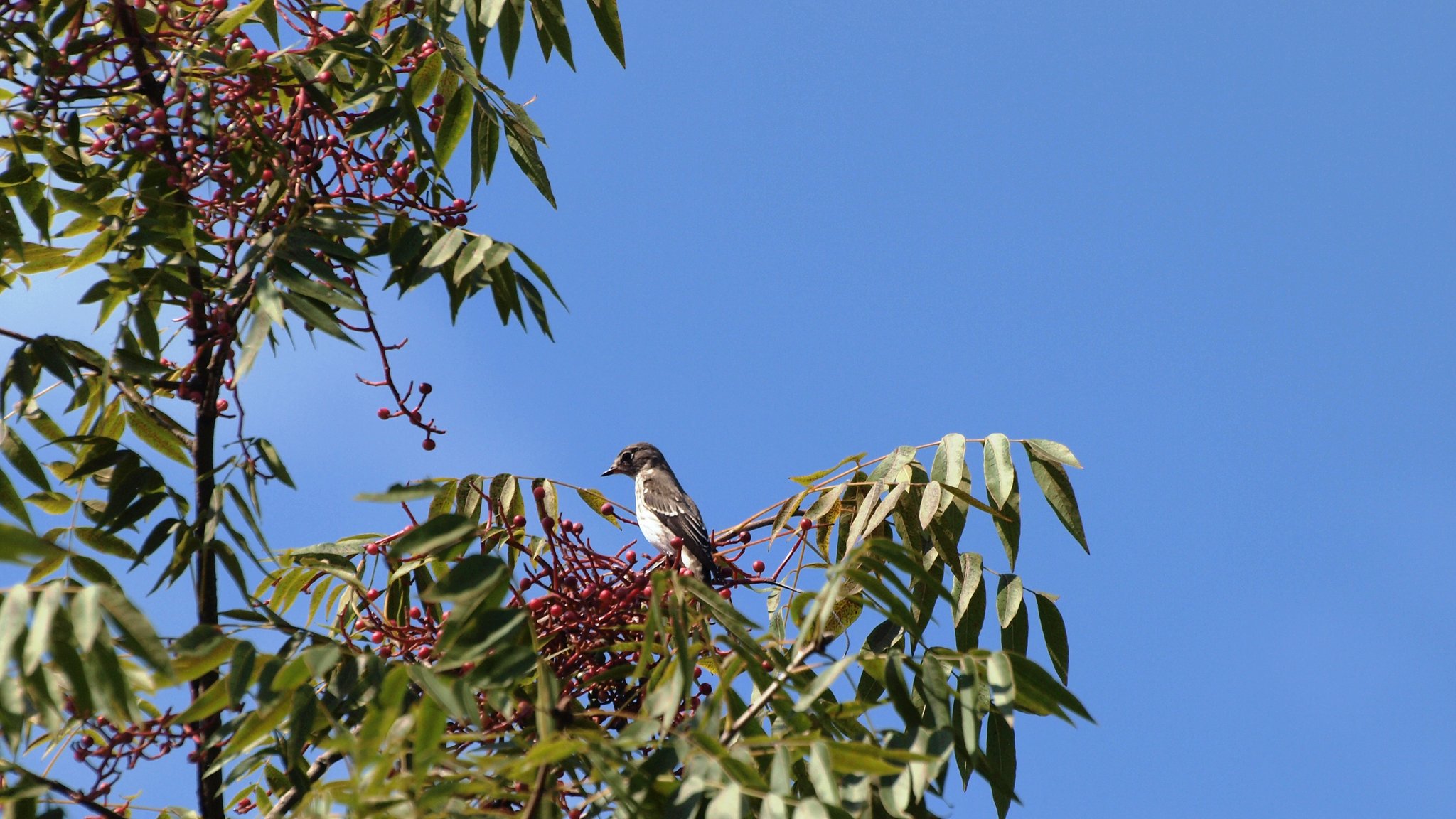 【空】の色で鳥を撮る