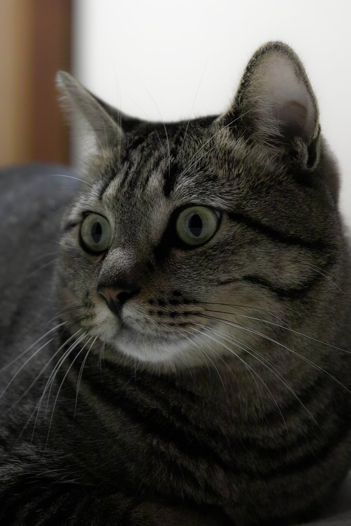 ISO 1600