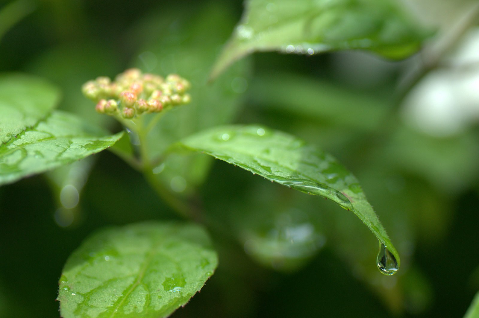 アヤメから紫陽花へ