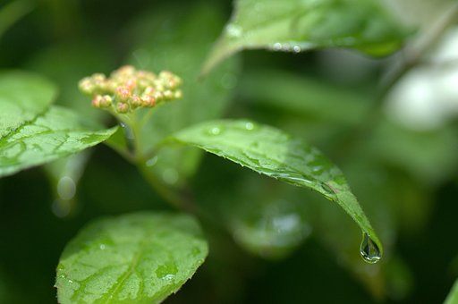 アヤメから紫陽花へ