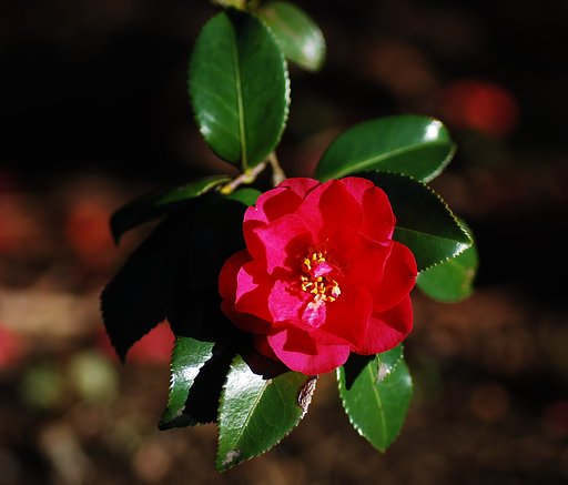 山茶花がまだ健在です