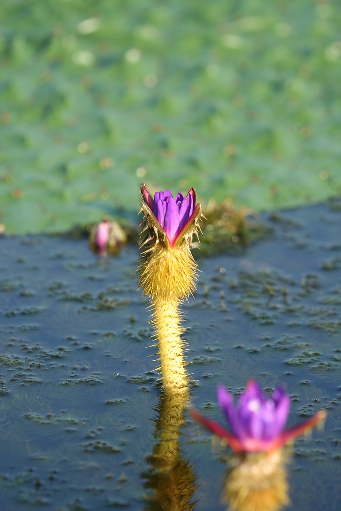 オニバスの花