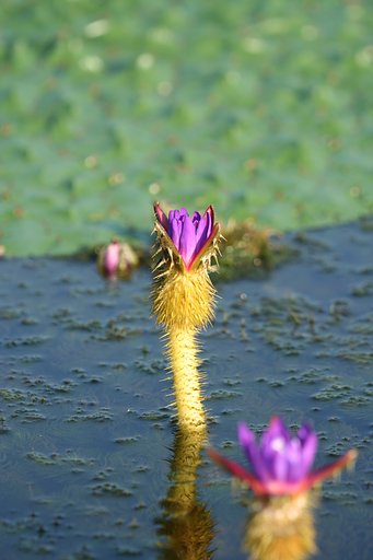 オニバスの花