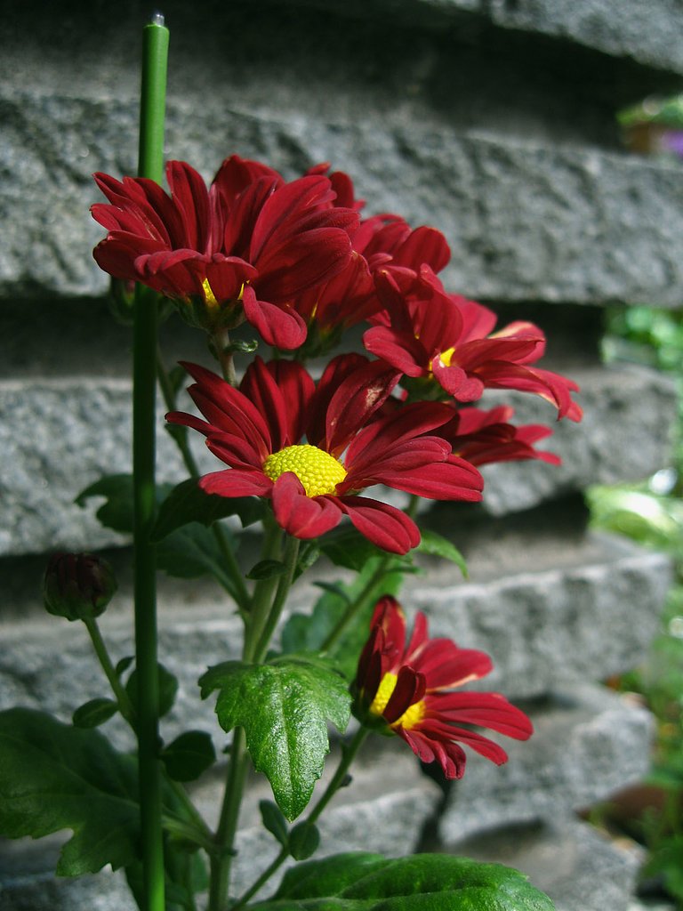 赤い小菊‥