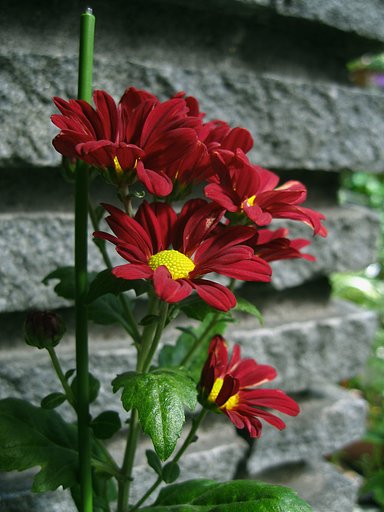 赤い小菊‥