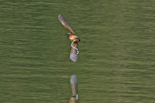 カワセミ・インパルス