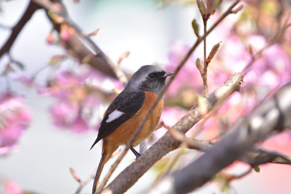 桜だジョー