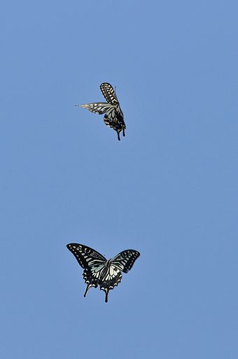 青【空】に蝶舞う