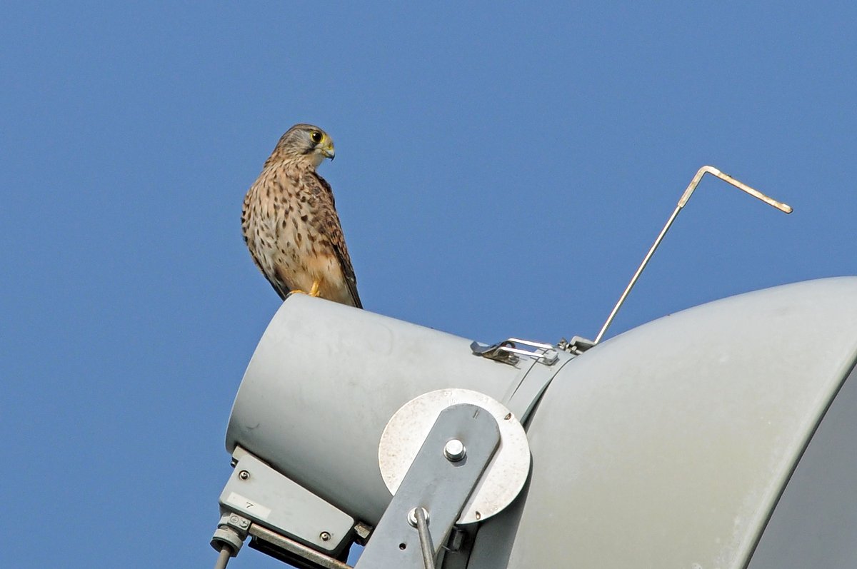 青【空】にチョウゲンボウ