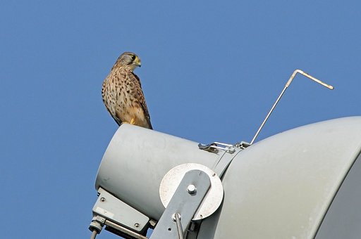 青【空】にチョウゲンボウ