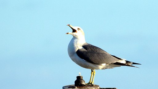ウミネコ