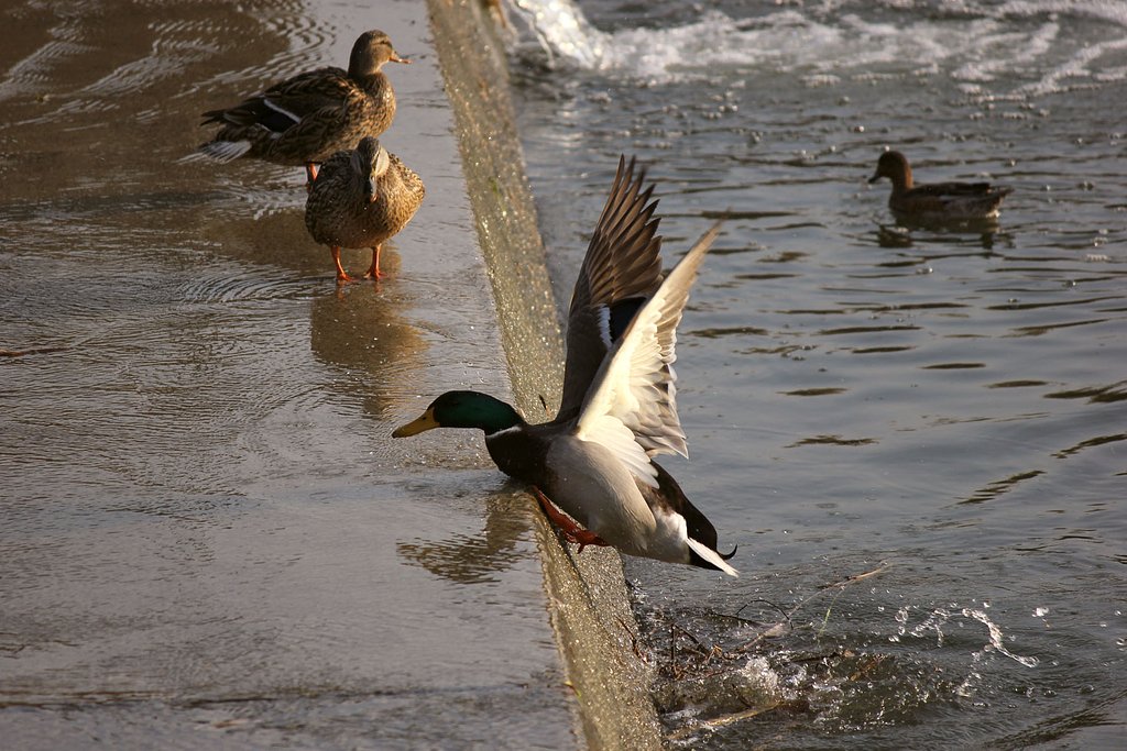 マガモのジャンプ2