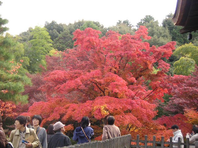 常寂光寺多宝塔