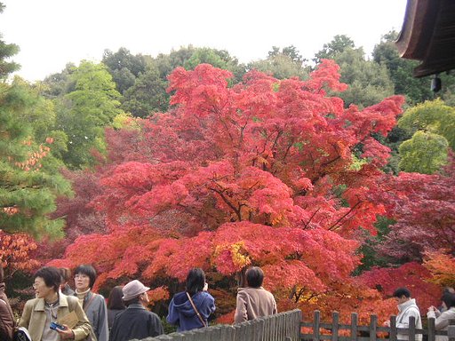 常寂光寺多宝塔