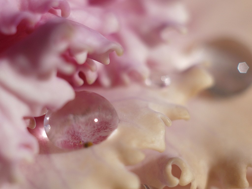 水玉