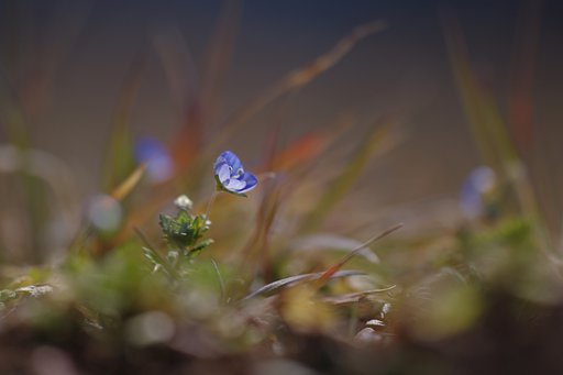 草叢の春