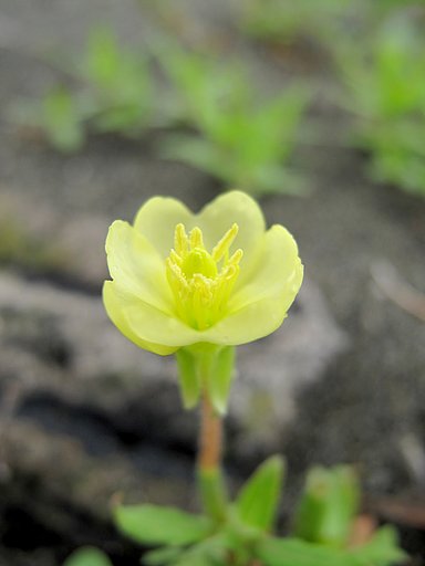 海岸に咲く花