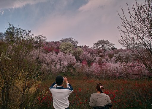 2011年　花見山