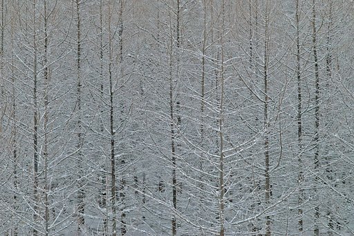 絵画的なカラマツ林
