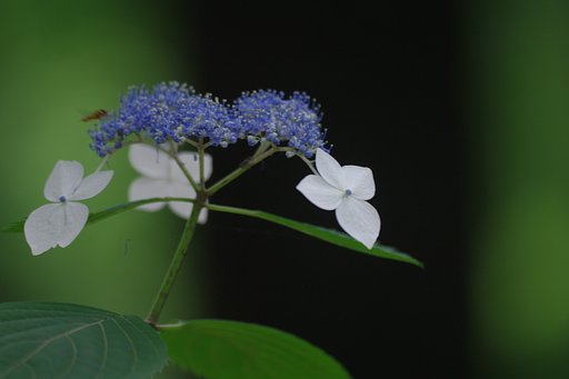 木漏れ陽