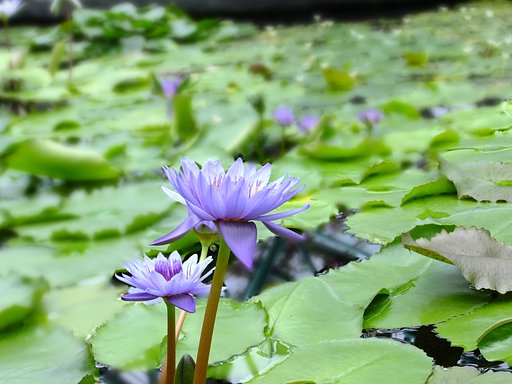 花蓮