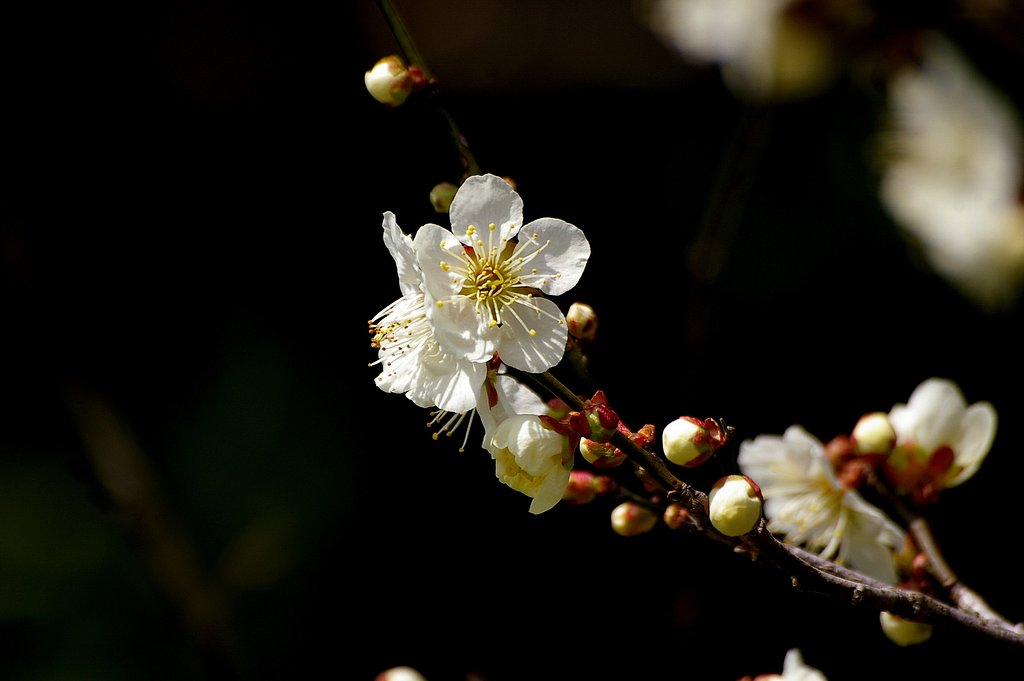 やっと梅花