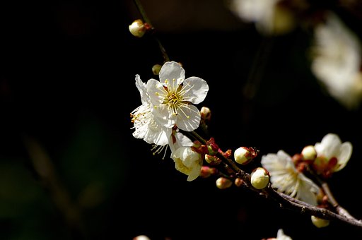 やっと梅花