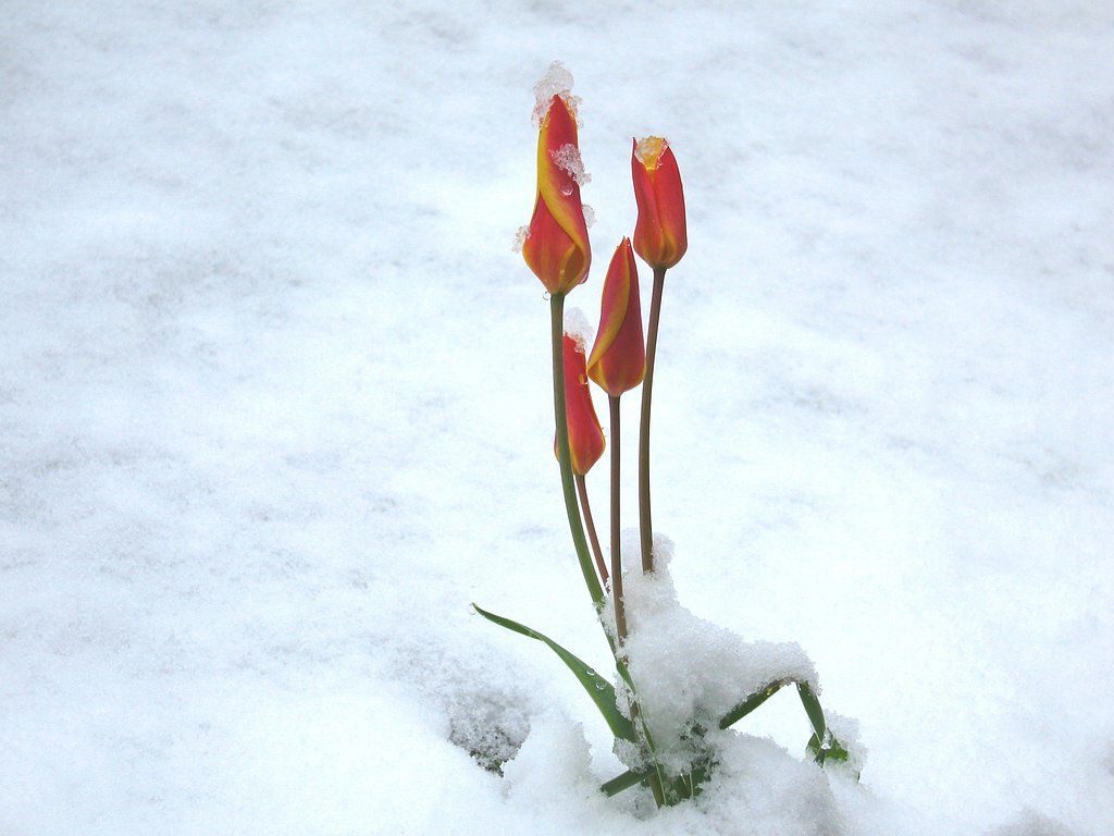雪のチューリップ