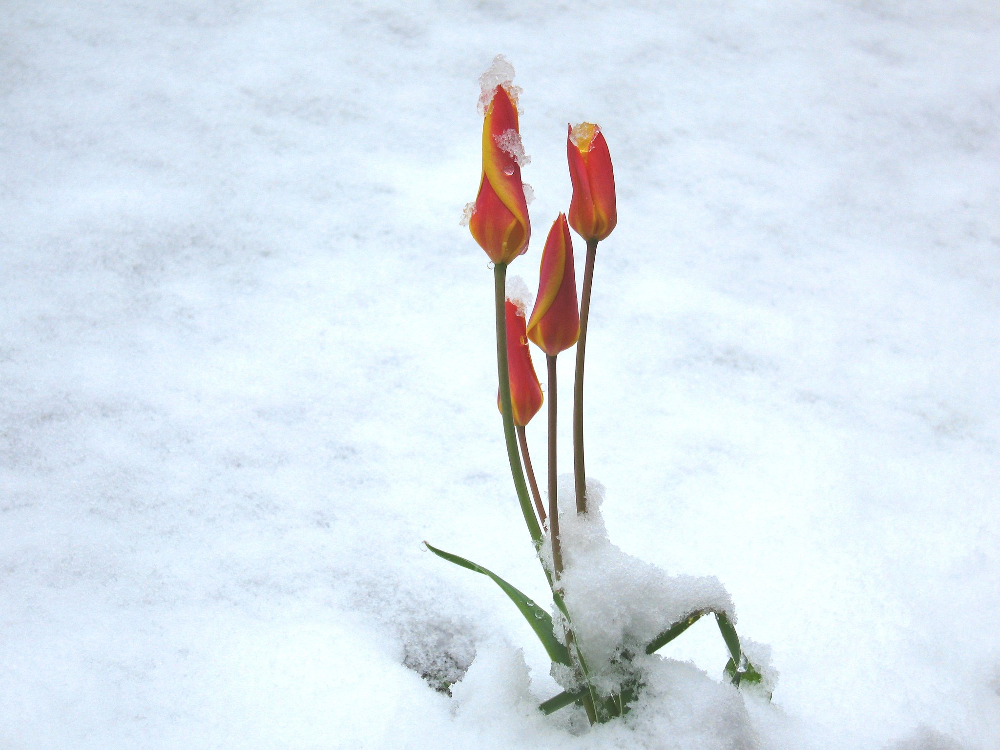 雪のチューリップ
