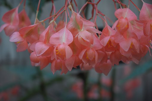 薄オレンジの花