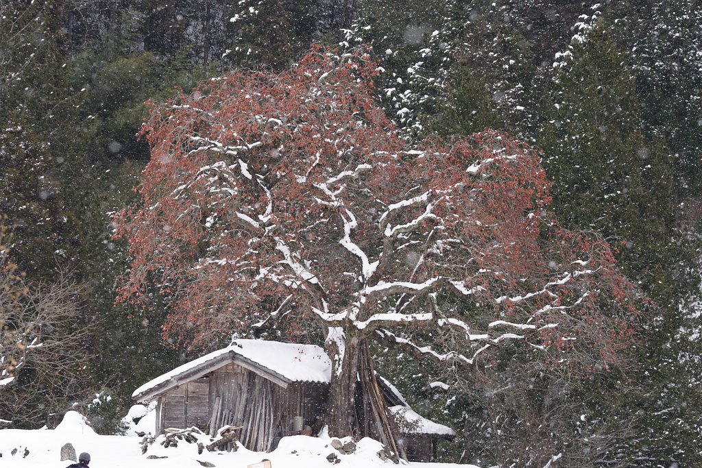 雪中の柿