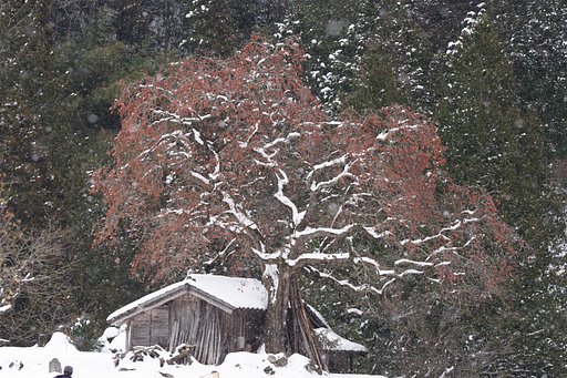 雪中の柿