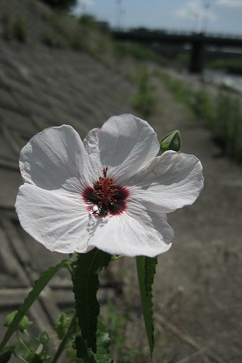堤防の花