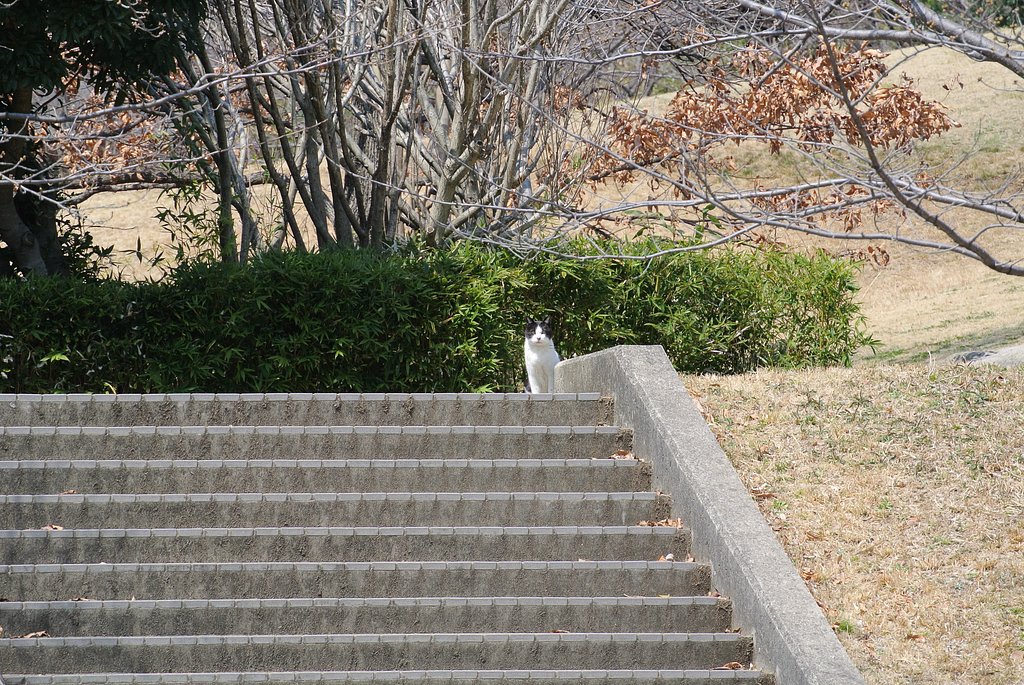 ねこ