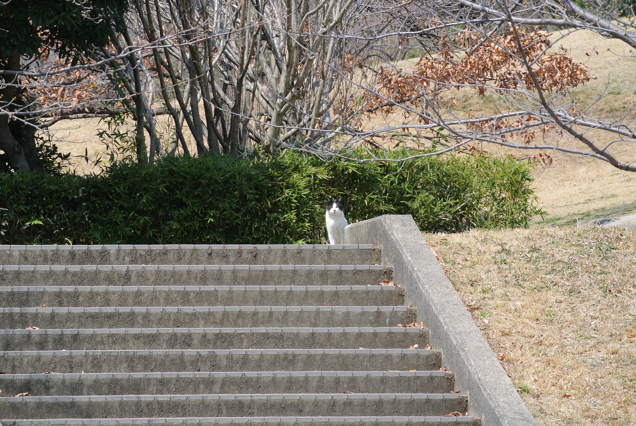 ねこ