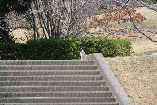 ねこ