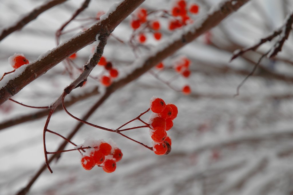 雪のななかまど
