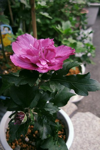 挿したら八重になった（多分；）ムクゲ