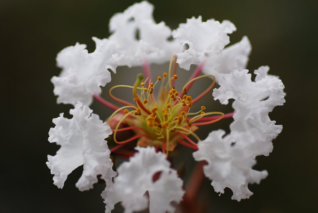 何の花？