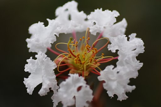 何の花？