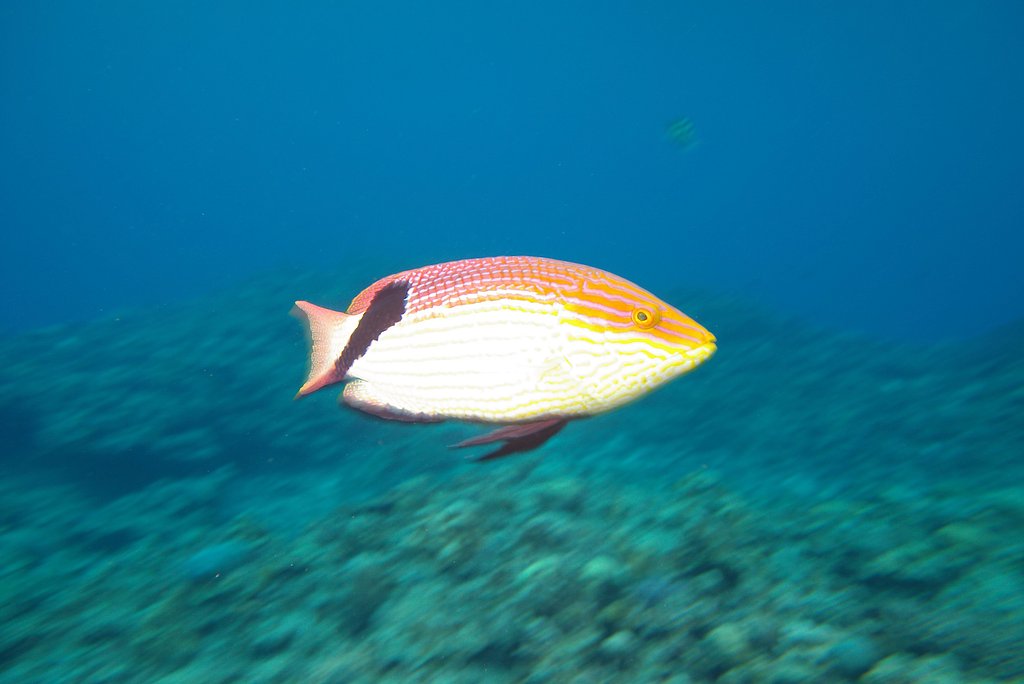 流し撮り
