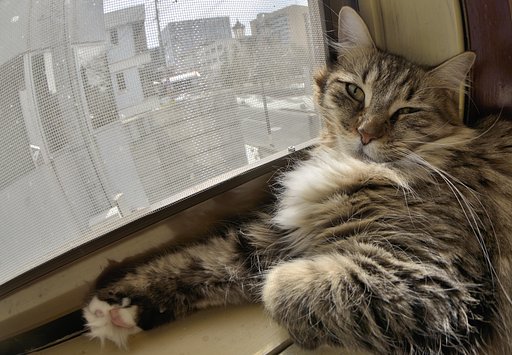 猫