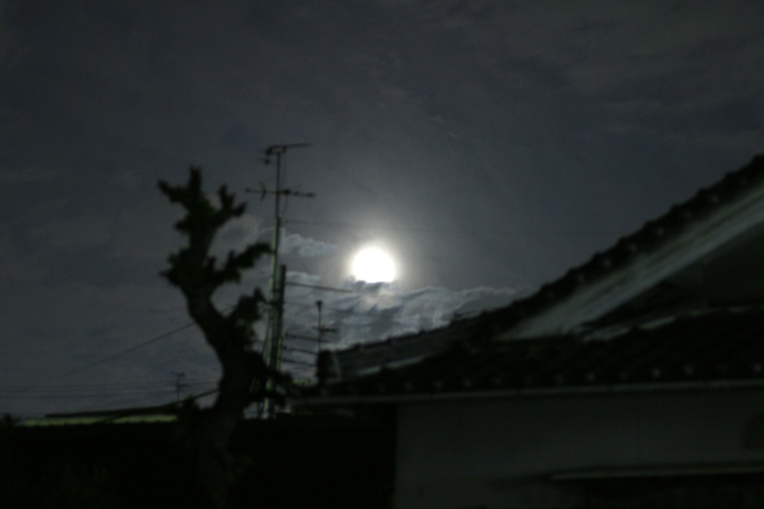 朧月夜