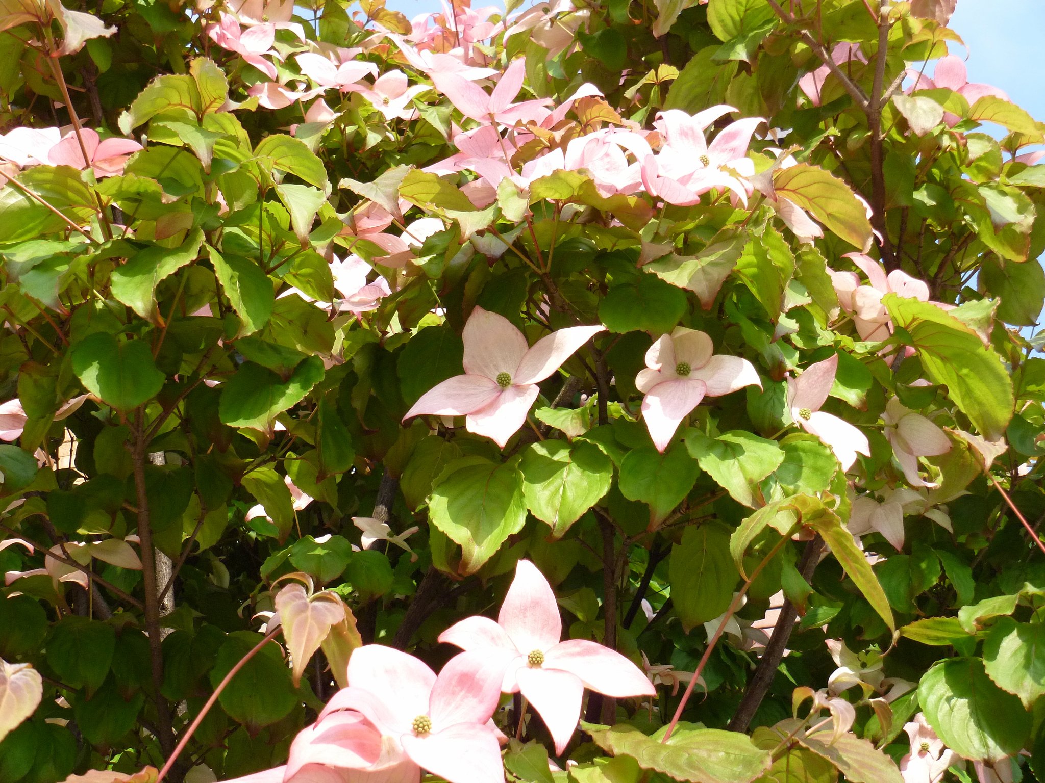 ピンク花