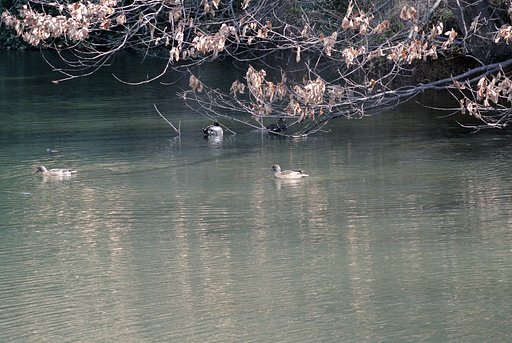 まだ寒い