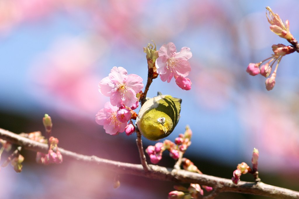 春色のサクラジロー