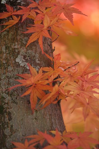 紅葉の在庫