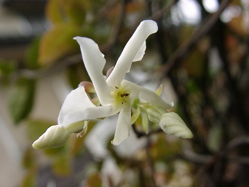 ハツユキカヅラの花
